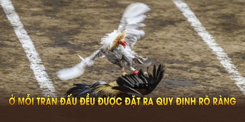 Ở mỗi trận đấu đều được đặt ra quy định rõ ràng