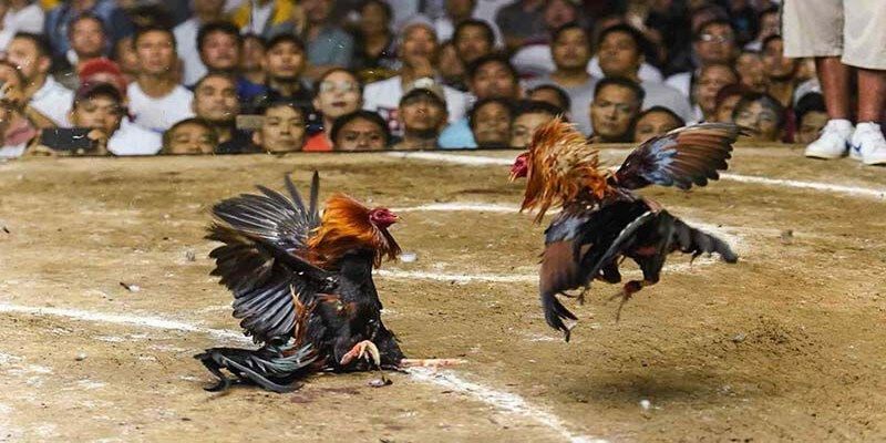 Các loại hình cá cược thú vị tại WS168 đá gà 18Win