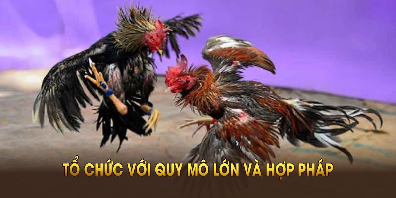 Đá Gà Campuchia được tổ chức với quy mô lớn và hợp pháp