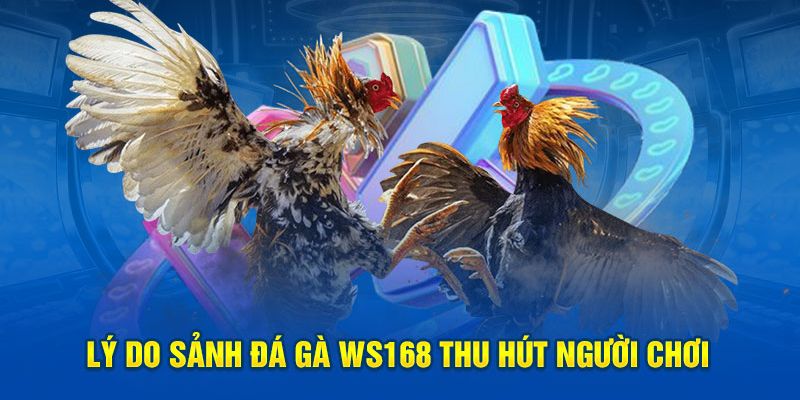 Những ưu điểm nổi trội của sảnh WS168 đá gà 18Win